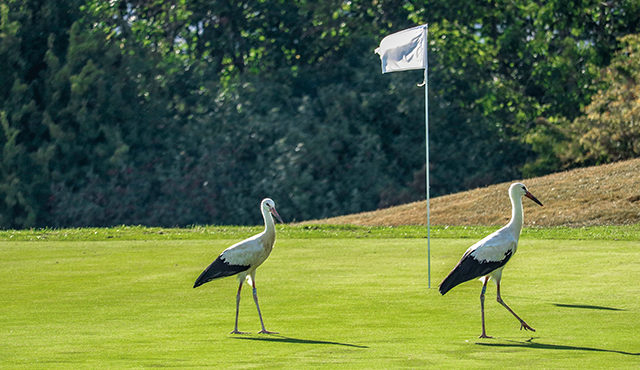 Golf course is home to rare birdies!